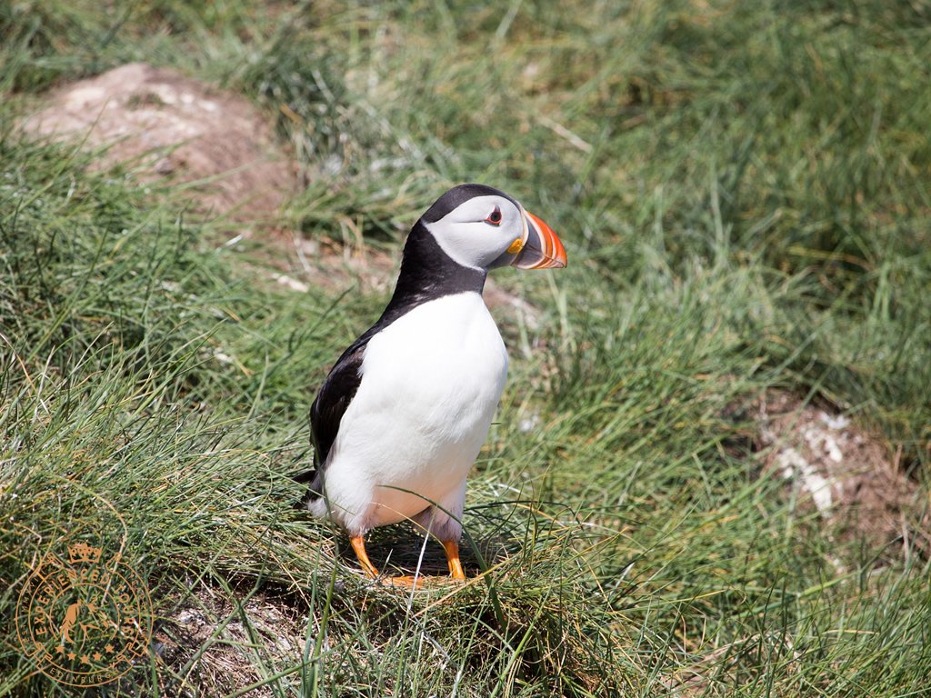 A Puffin on Lindisfarne