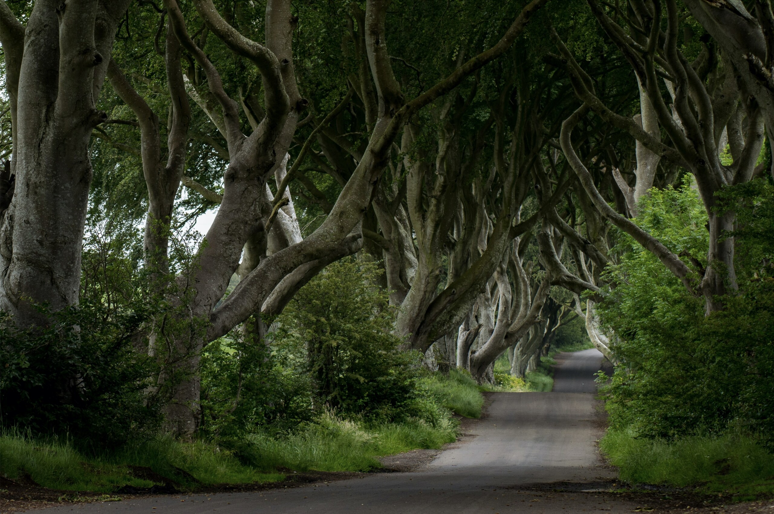 The Dark Hedges, used in Game of Thrones